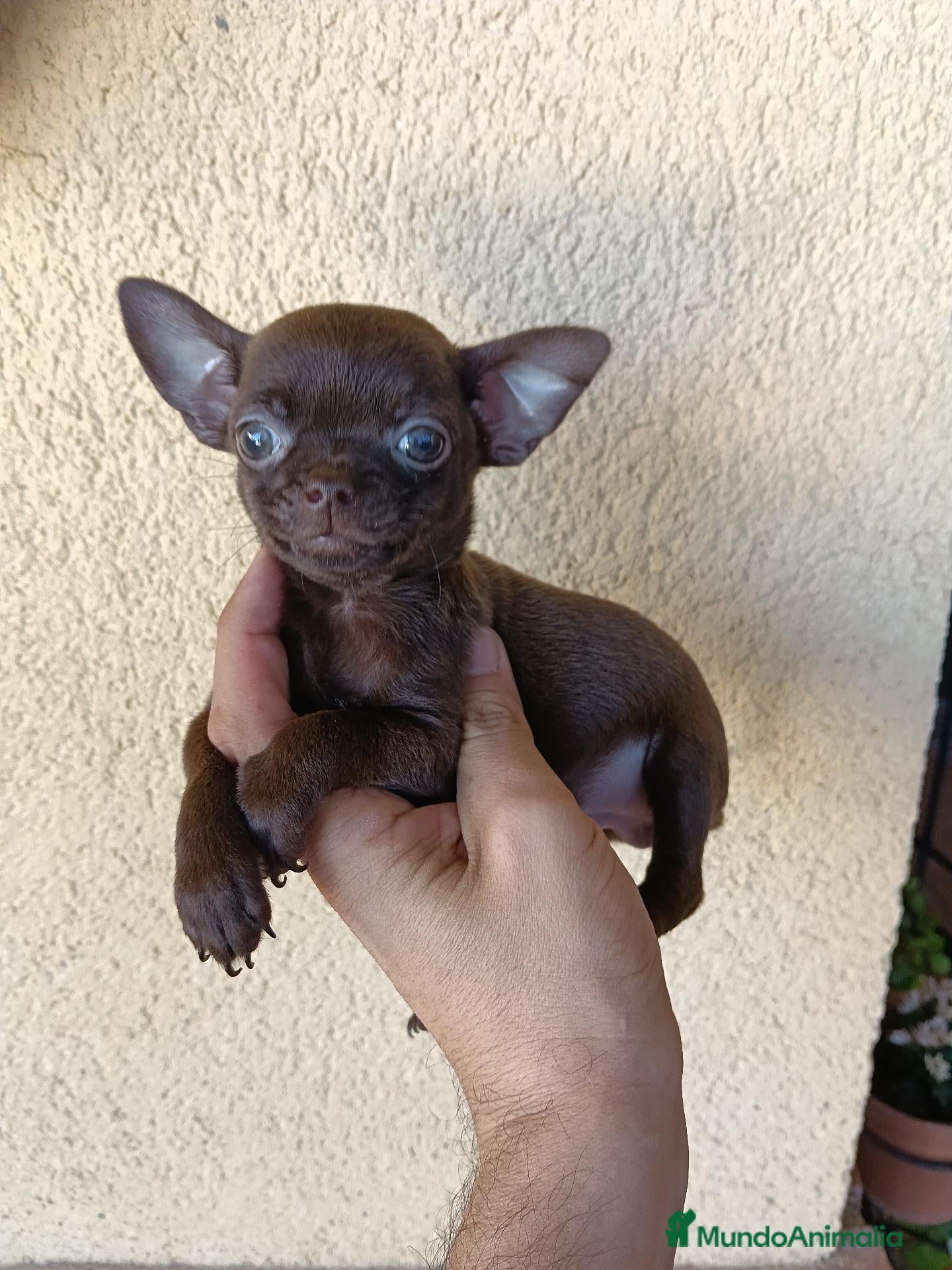 Chihuahua perros Machito Chihuahua Chocolate Toy - Anuncio 2
