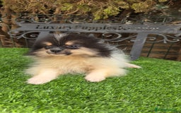 Pomerania perros en venta: Pomerania minis  - Imagen 2