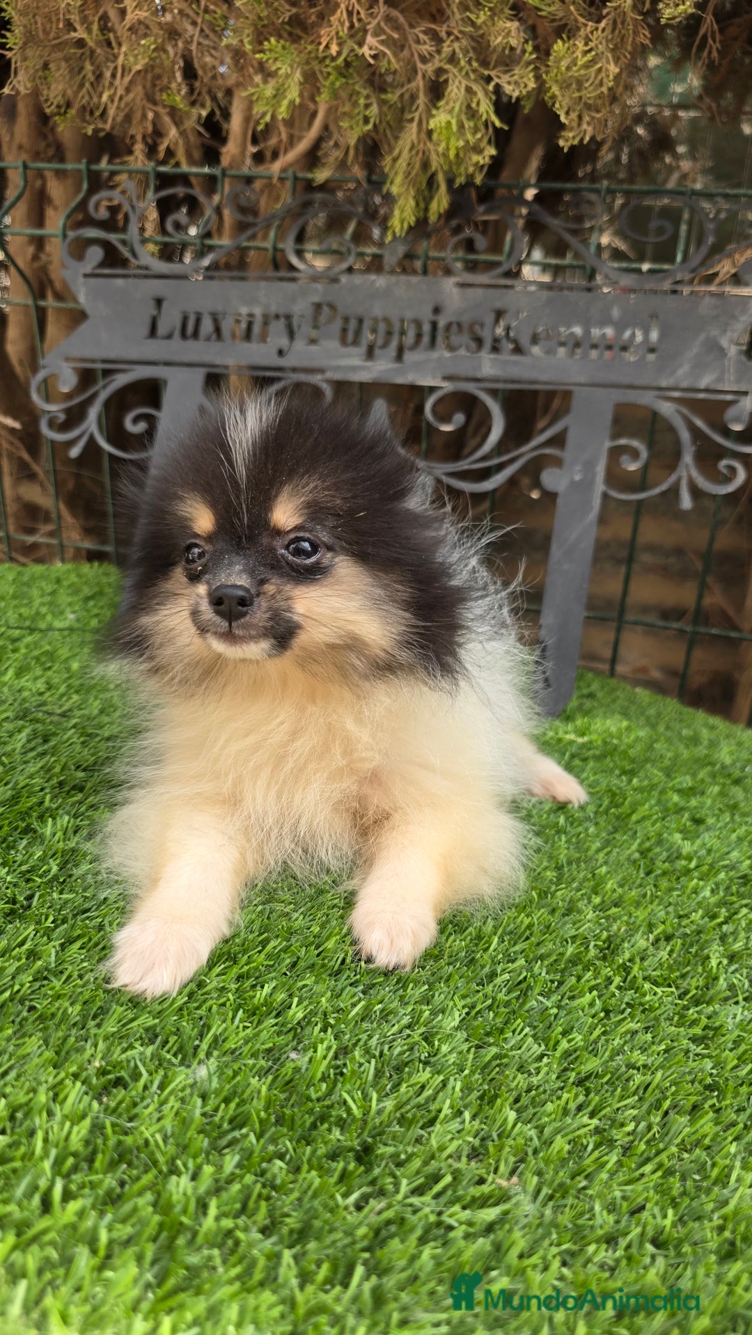 Pomerania perros en venta: Pomerania minis  - Imagen 2