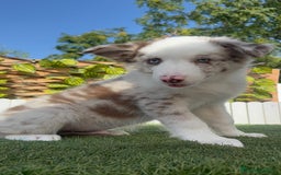 Border Collie perros en venta: BORDER COLLIE CHOCOMERLE - Imagen 10