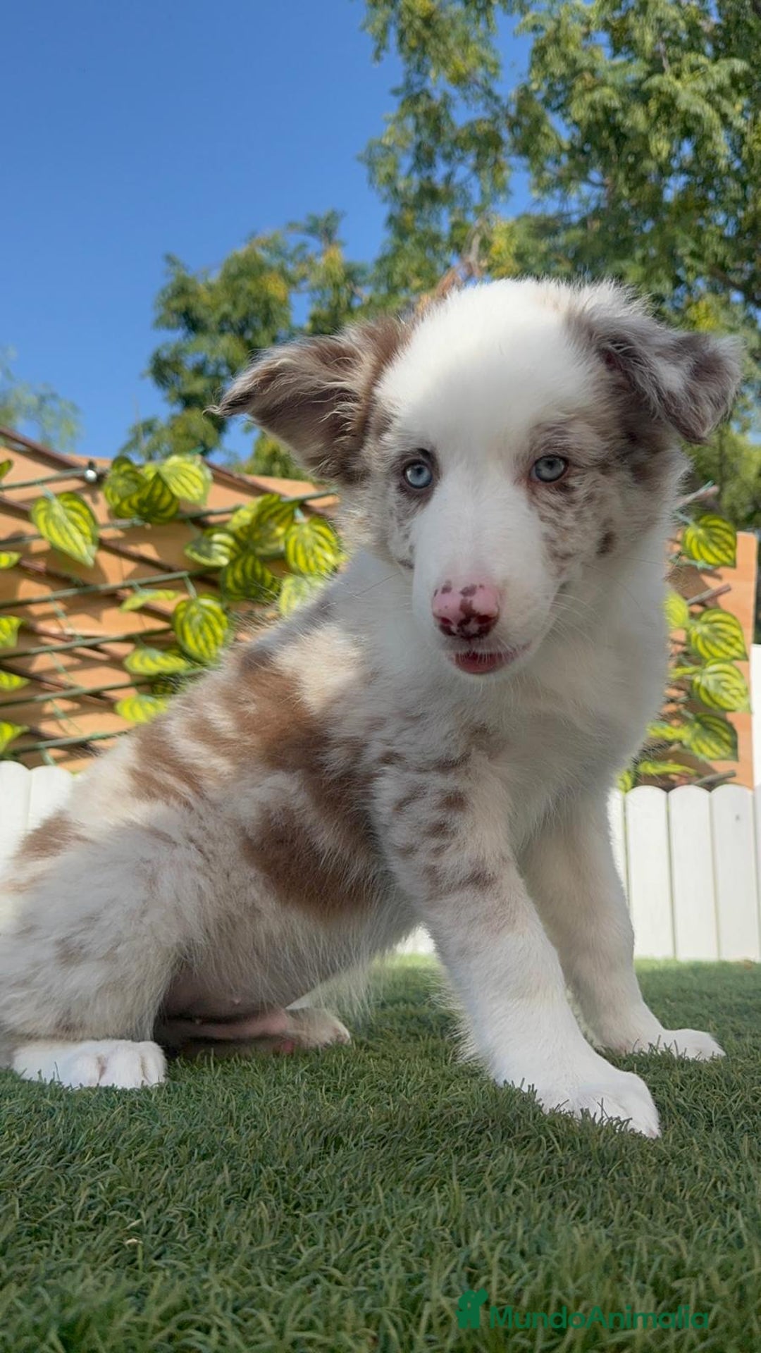 Border Collie perros en venta: BORDER COLLIE CHOCOMERLE - Imagen 10