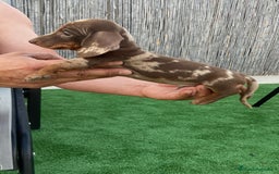 Teckel perros en venta: Teckel arlequín chocolate  - Imagen 2