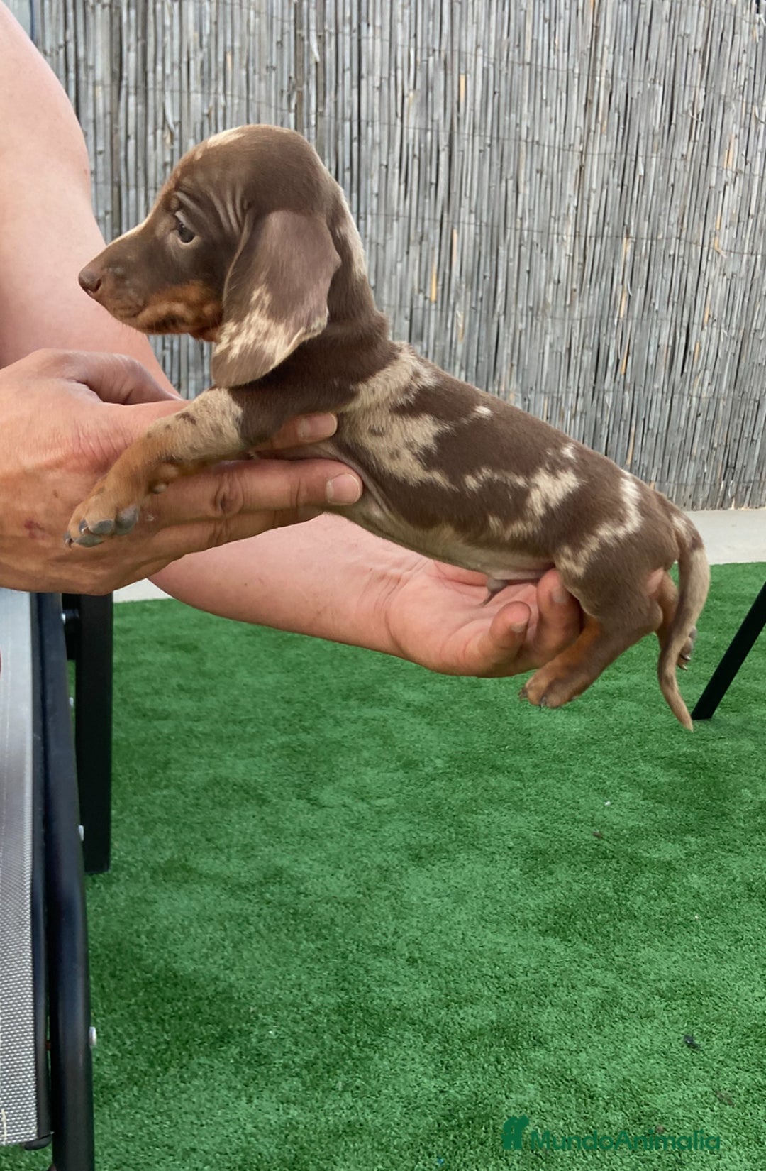 Teckel perros en venta: Teckel arlequín chocolate  - Imagen 2