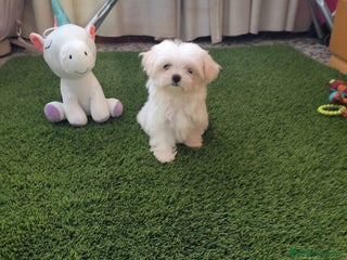 Bichón Maltés perros - Anuncio 36