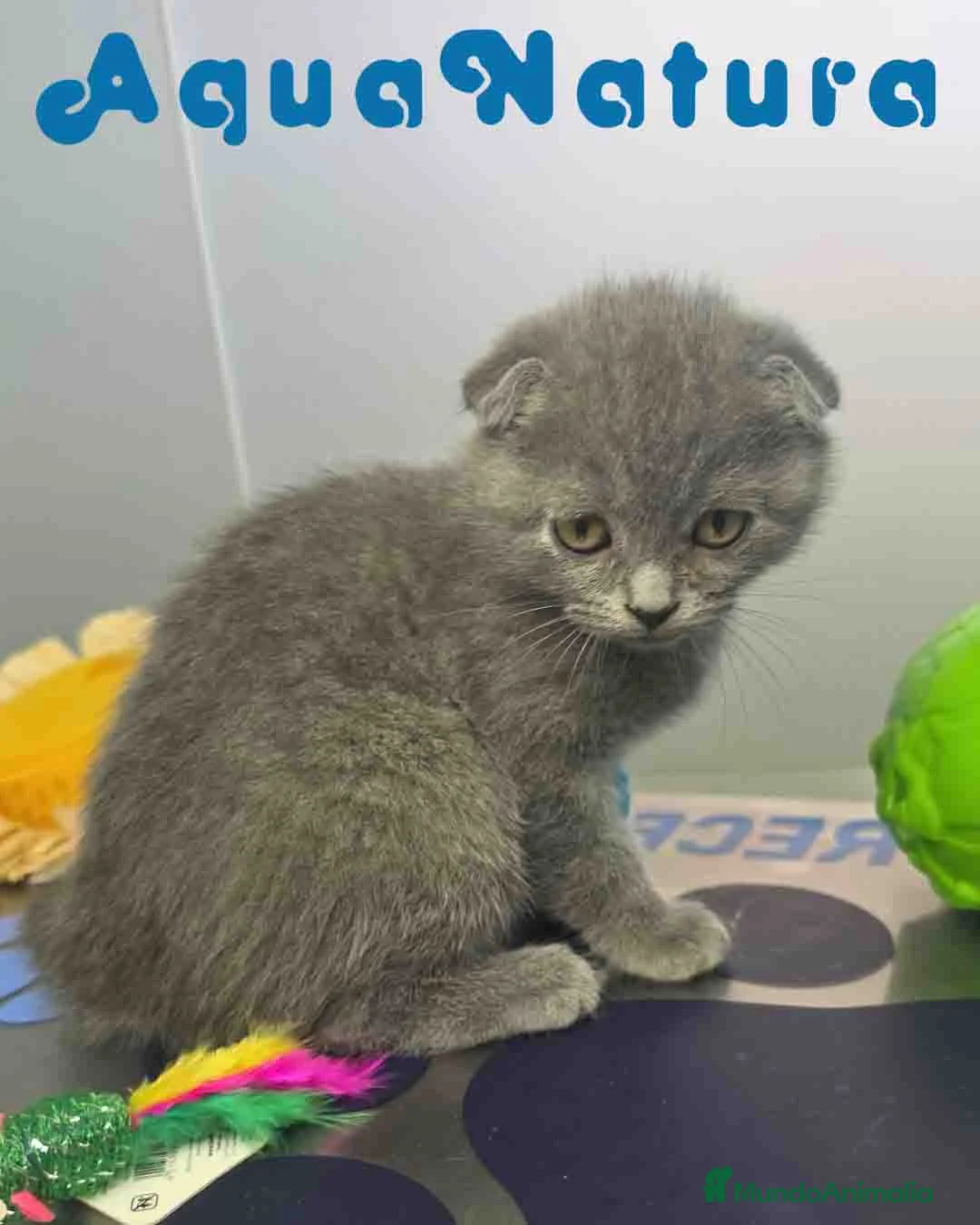 Scottish Fold gatos en venta: Scottish Fold Macho 6343 AQUANATURA - Anuncio 2