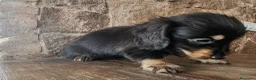 Teckel perros en venta: Teckel kanichen pelo largo negro fuego precio real - Anuncio 5