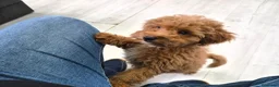 Caniche Toy perros en venta: Hembra de caniche Toy - Anuncio 7