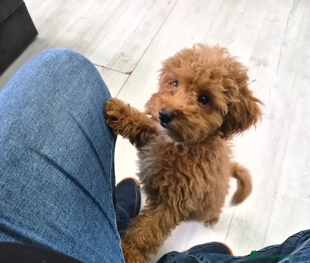 Caniche Toy perros en venta: Hembra de caniche Toy - Anuncio 7