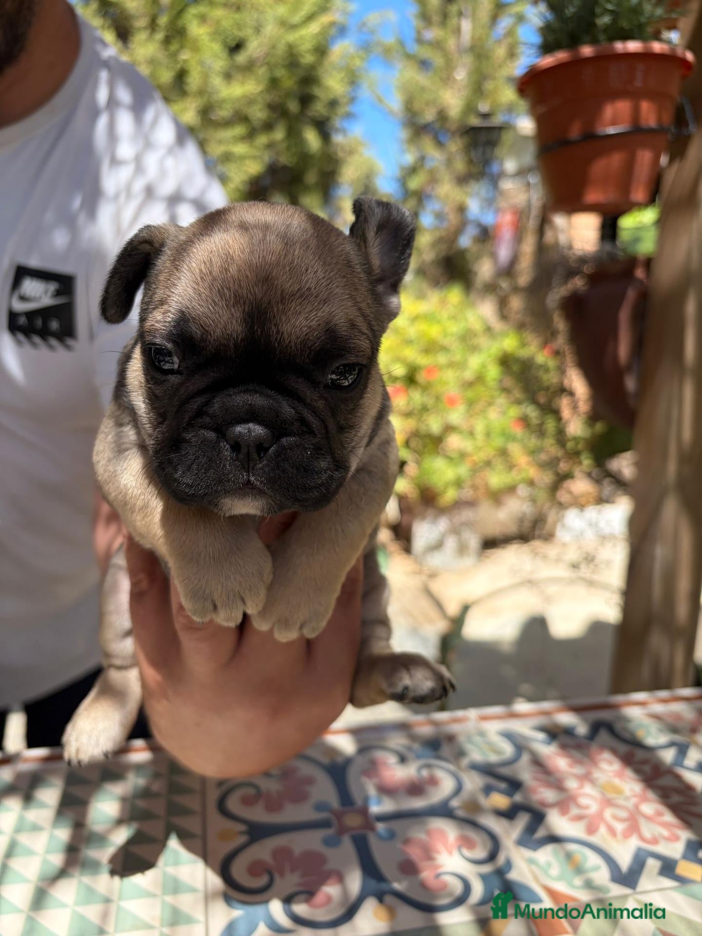 Bulldog Francés perros Bulldog frances - Anuncio 1
