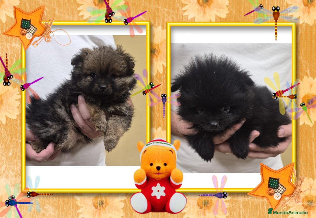 Pomerania perros en venta: Camada familiar de pomerania - Anuncio 1