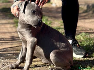 Cane Corso perros CANE CORSO OPORTUNIDAD en Barcelona - Anuncio 4
