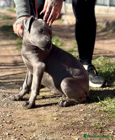 Cane Corso perros en Barcelona - Anuncio 1