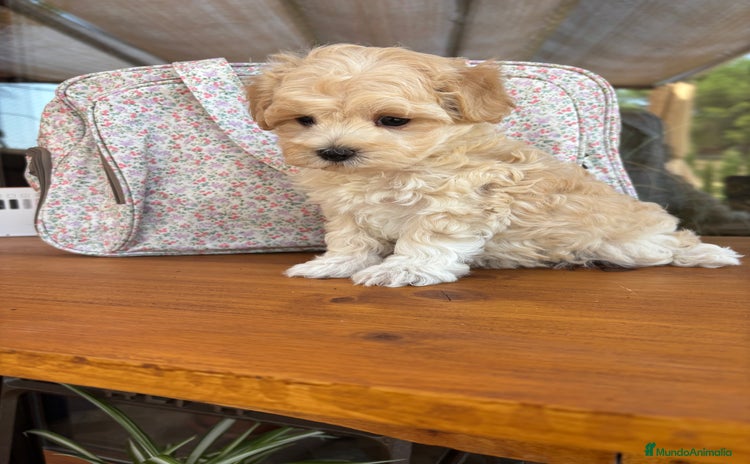 Maltipoo perros - Anuncio 1