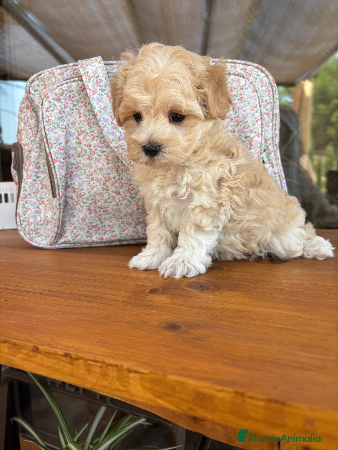 Maltipoo perros en venta: Maltipoo muy guapos !!! - Imagen 1