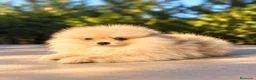 Pomerania perros en venta: Pomerania machos de líneas exclusivas y exóticas - Anuncio 4