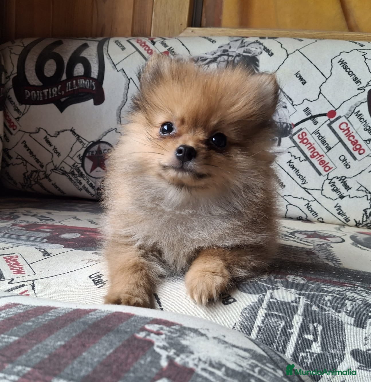 Pomerania perros Cachorritos de Pomerania 🐾❤️ - Anuncio 1