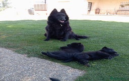 Pastor Belga Groenendael perros en venta: Camada de Pastor Belga Groenendael - Imagen 5