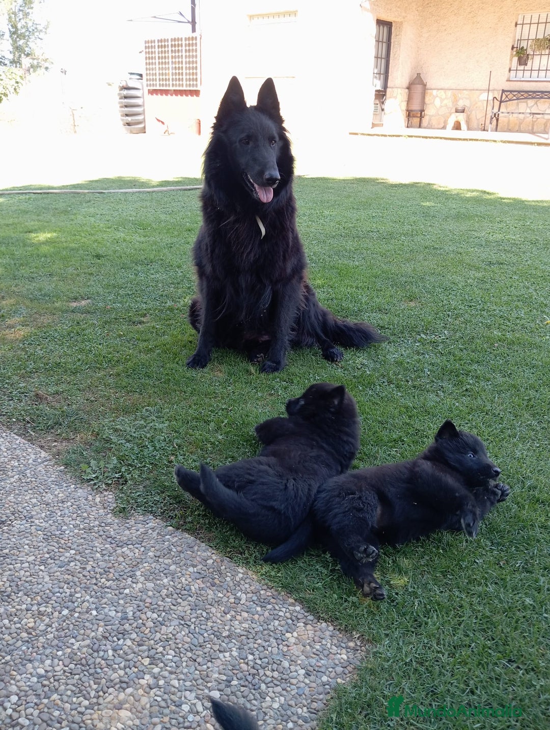 Pastor Belga Groenendael perros en venta: Camada de Pastor Belga Groenendael - Imagen 5