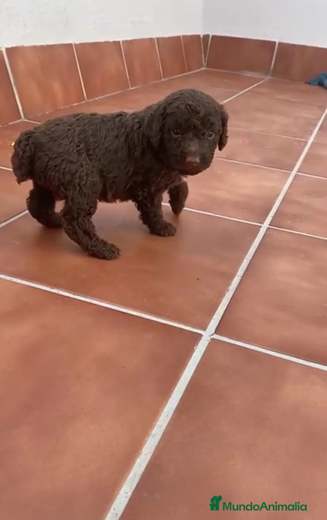 Perro de Agua Español perros en venta: Hembrita de perro de agua chocolate  - Anuncio 2