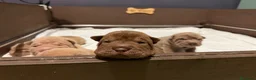 Shar Pei perros en venta: Shar-pei línea americana  - Anuncio 6