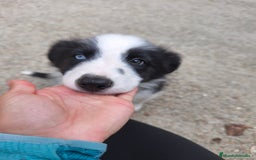Border Collie perros en venta: Último cachorro border collie! Ojo azul! - Imagen 2