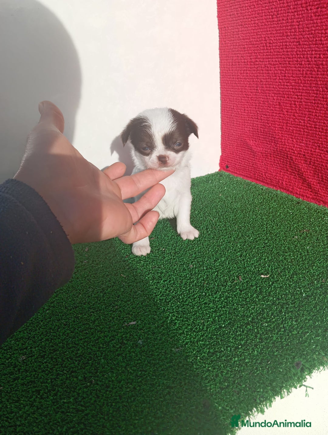 Chihuahua perros en venta: chihuahua linea rusa  - Anuncio 2