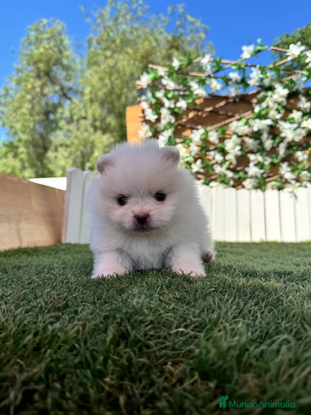 Pomerania perros en venta: POMERANIA - Anuncio 1