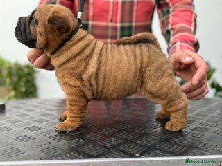 Shar Pei perros en Málaga - Anuncio 27