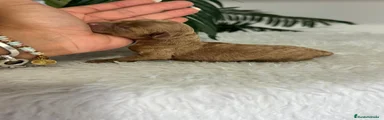 Caniche Toy 1