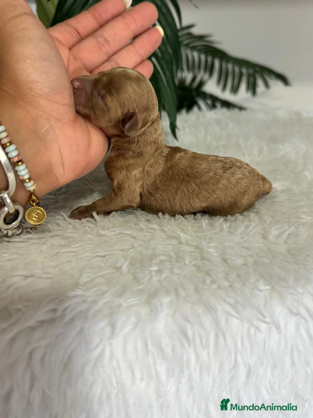 Caniche Toy perros en venta: CANICHE TOY HEMBRA - Anuncio 2