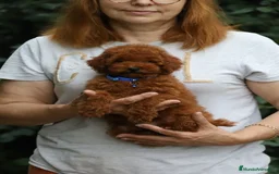 Caniche Toy perros en venta: caniche toy  - Imagen 1