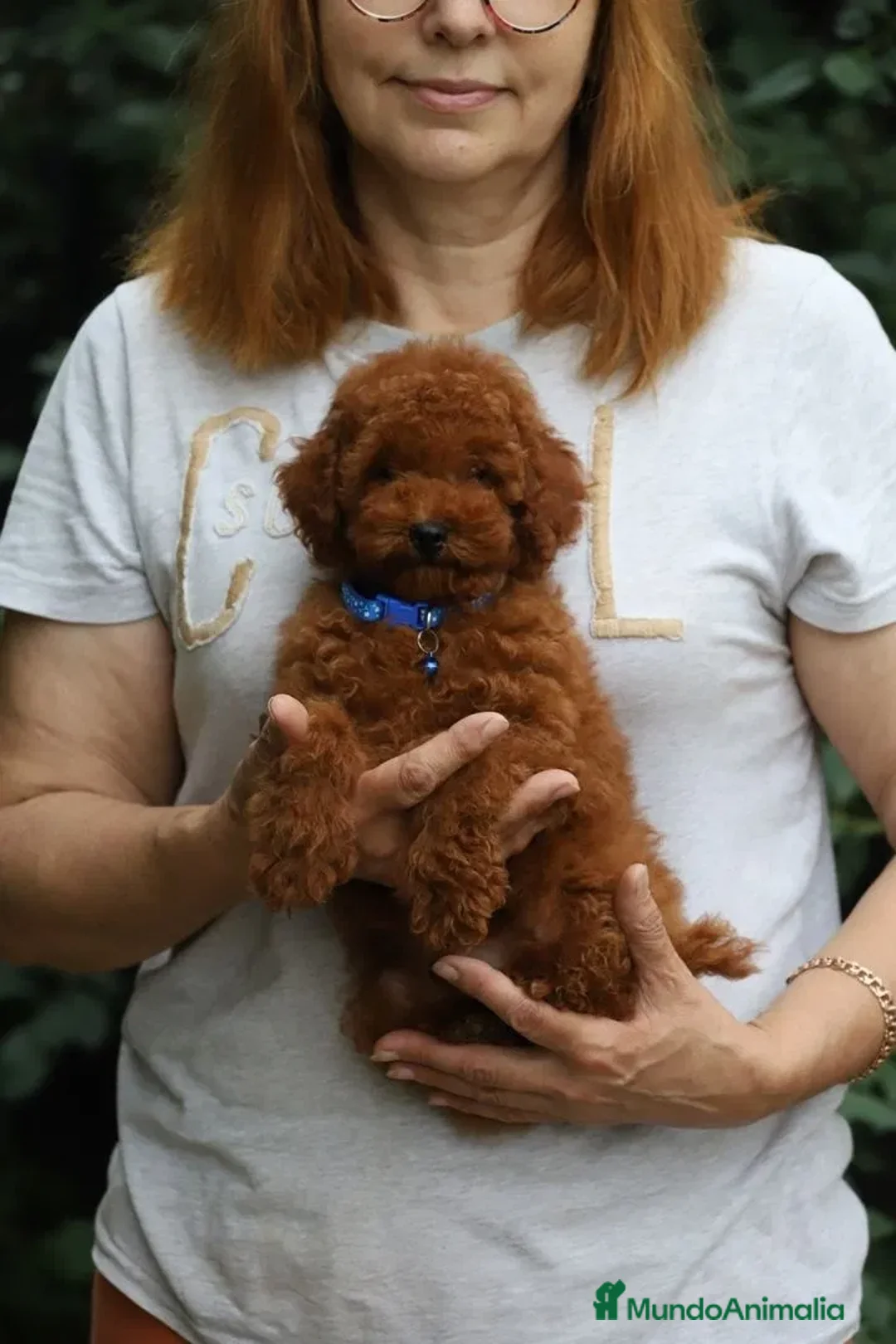 Caniche Toy perros en venta: caniche toy  - Imagen 1