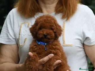 Caniche Toy perros - Anuncio 18