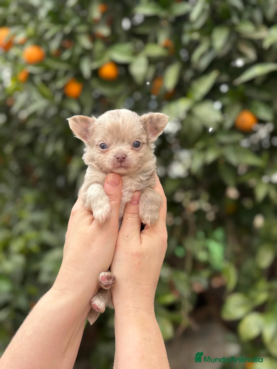 Chihuahua perros en venta: Macho línea rusa pelo largo  - Anuncio 2