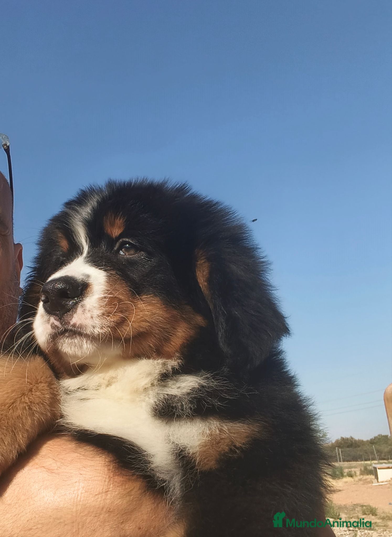 Boyero de Berna perros BOYERO DE BERNA 2 hembras  - Anuncio 1