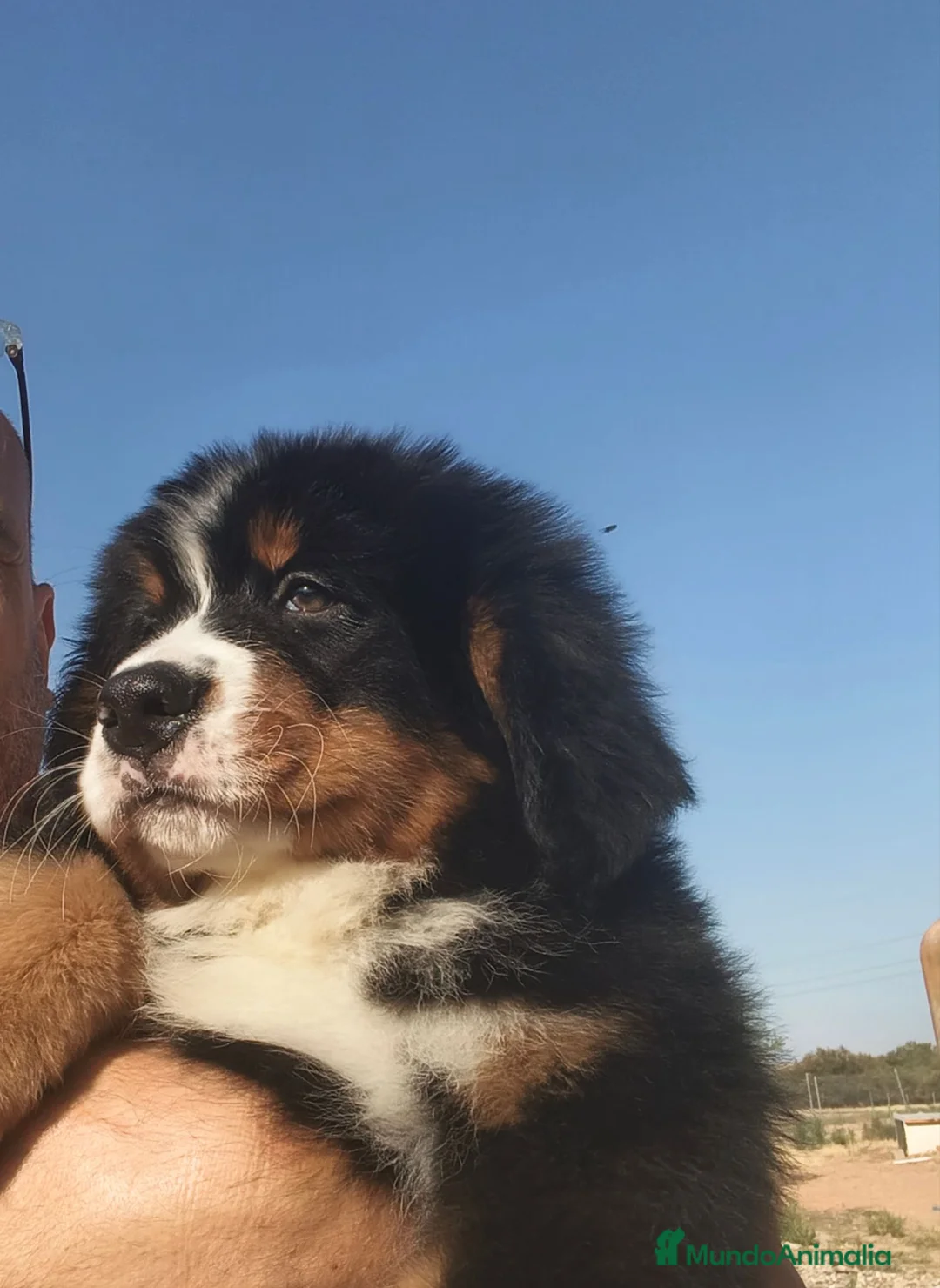 Boyero de Berna perros en venta: BOYERO DE BERNA 2 hembras  - Anuncio 1