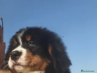 Boyero de Berna perros BOYERO DE BERNA 2 hembras - Anuncio 1