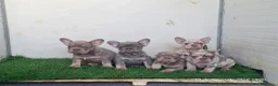 Bulldog Francés perros en venta: Cachorros de Bulldog Francés - Anuncio 7