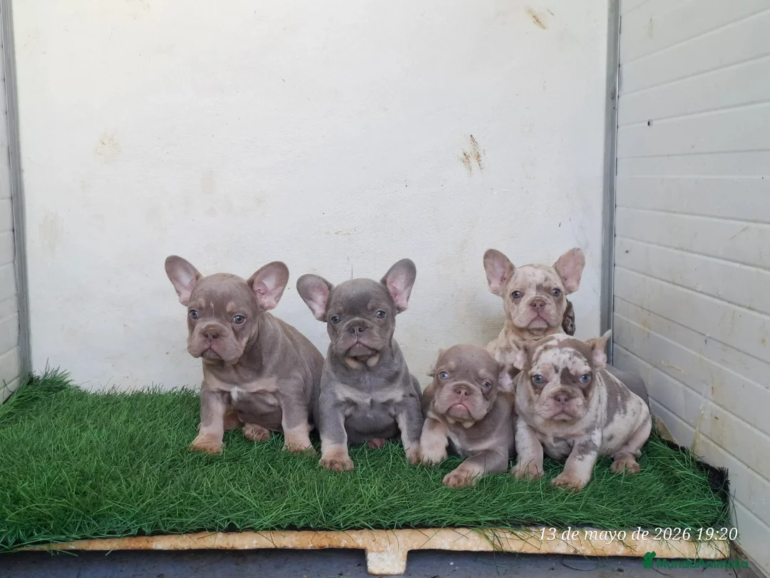 Bulldog Francés perros en venta: Cachorros de Bulldog Francés - Anuncio 7