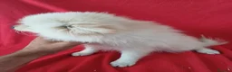 Pomerania perros en venta: Pomerania Standar  - Anuncio 3