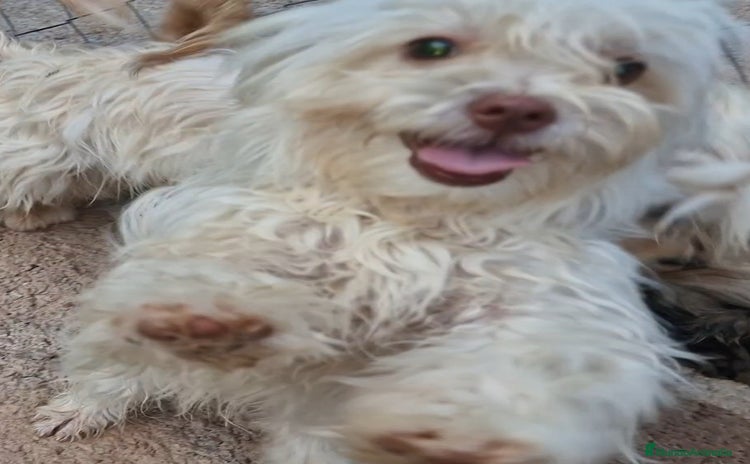 Bichón Habanero perros en Jaén - Anuncio 2