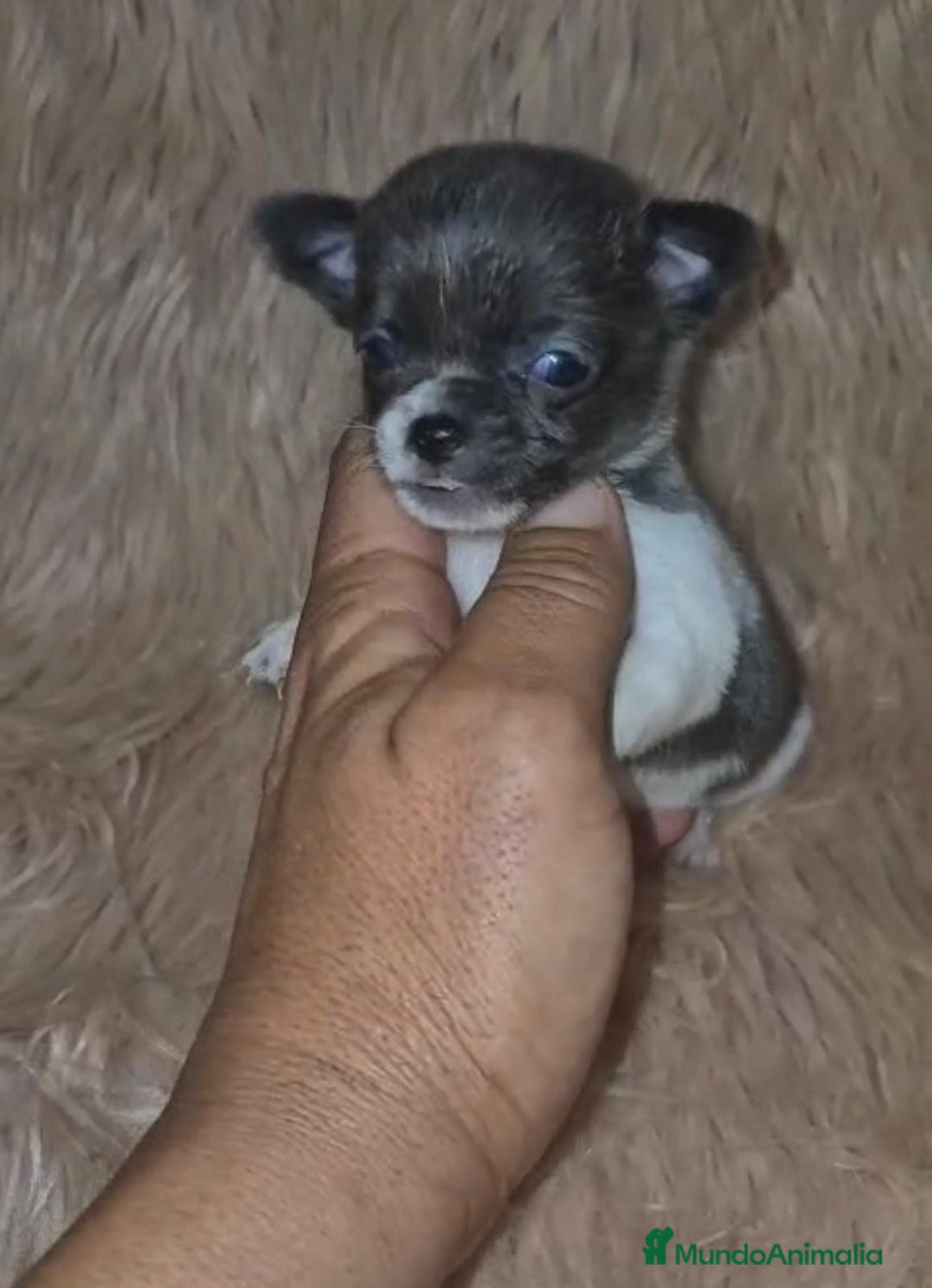 Chihuahua perros en venta: Chihuahuas rusos mini toy  - Imagen 22