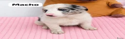 Border Collie perros en venta: Border collie listos para entregar  - Anuncio 2
