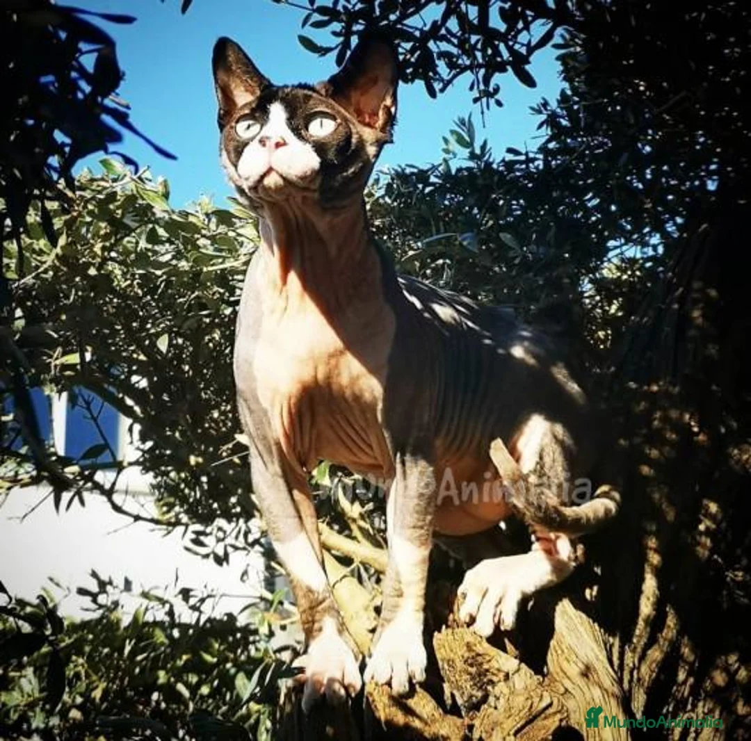 Imagen de galería {{count}}