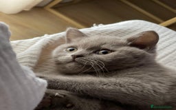 Británico de Pelo Corto Azul gatos en venta: British short hair - Imagen 7