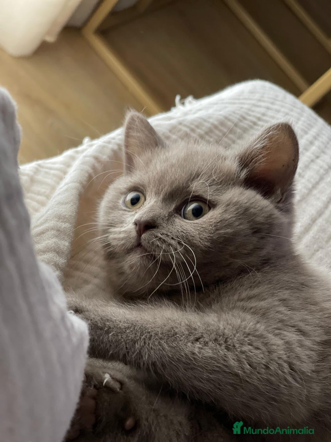 Británico de Pelo Corto Azul gatos en venta: British short hair - Imagen 7