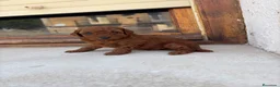 Caniche Toy perros en venta: Caniche rojo toy - Anuncio 2