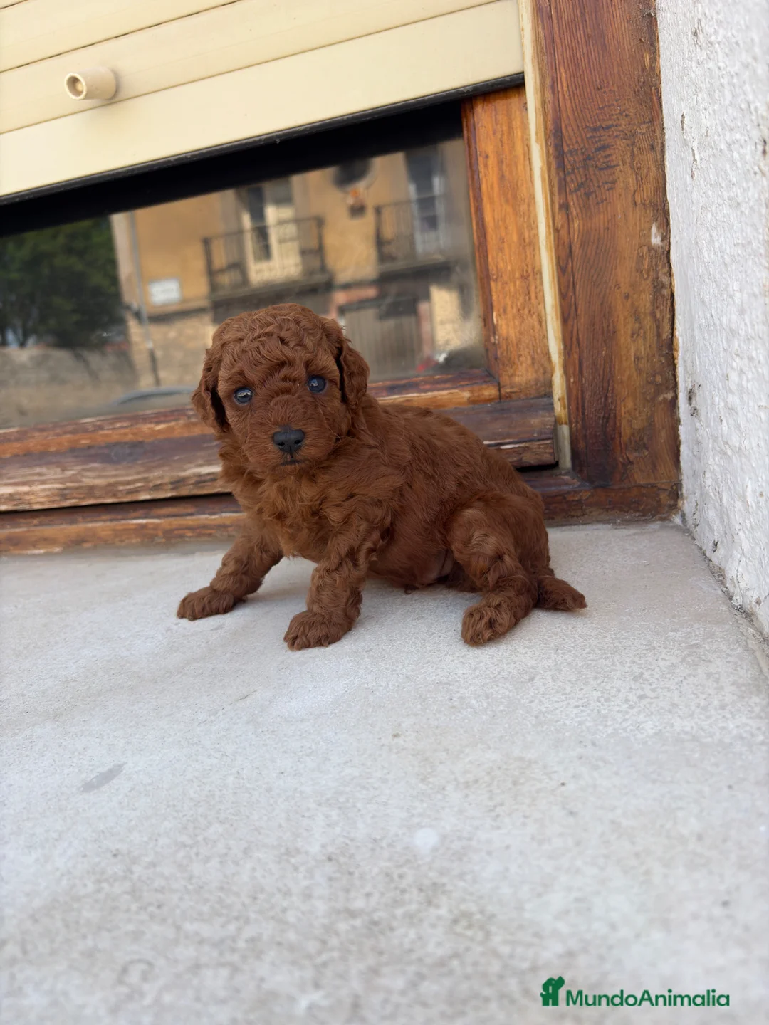 Caniche Toy perros en venta: Caniche rojo toy - Anuncio 2