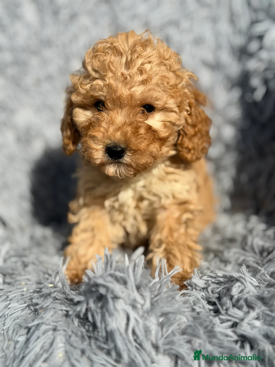 Maltipoo perros en venta: Maltipoo F1B toy - Anuncio 1