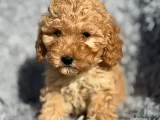 Maltipoo perros Maltipoo F1B toy - Anuncio 1